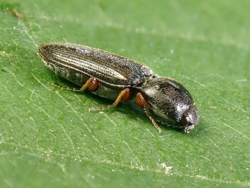 Elateridae: Cardiophorus sp.